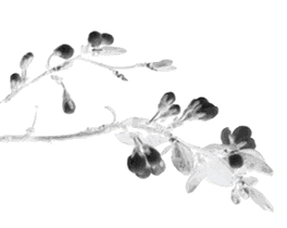 富硒茶的市场背景分析(可口可乐市场背景分析)-硒宝网