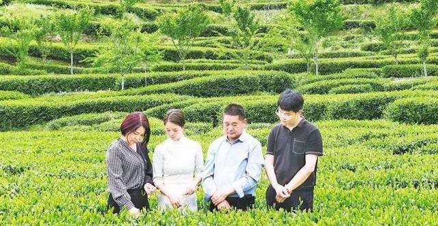 关于富硒茶的实践活动(富硒茶文化)-硒宝网