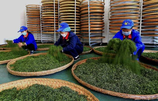 关于富硒茶的实践活动(富硒茶文化)-硒宝网