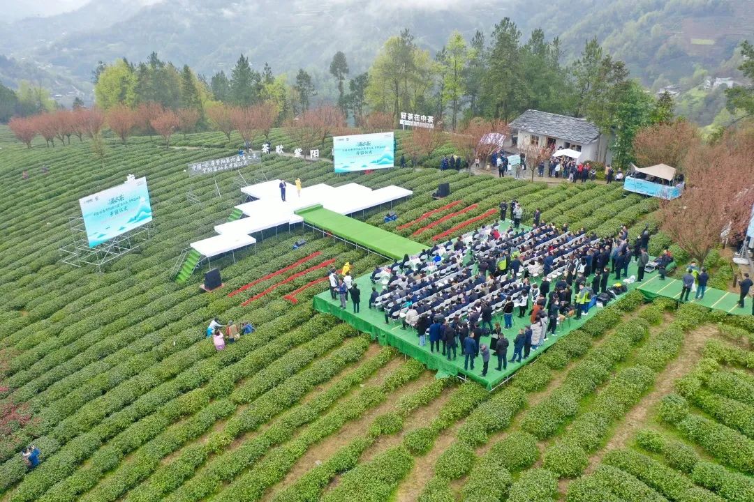 关于富硒茶的实践活动(富硒茶文化)-硒宝网