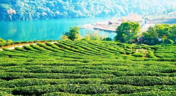 最好的紫阳富硒茶产地(紫阳富硒茶的竞争对手)-硒宝网