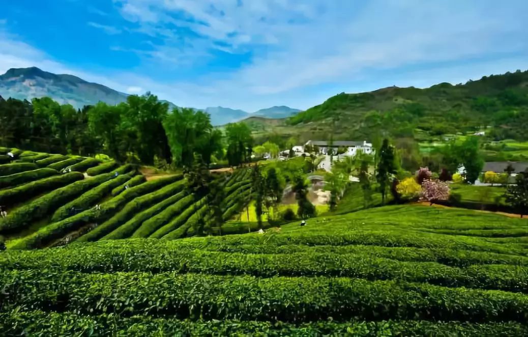 最好的紫阳富硒茶产地(紫阳富硒茶的竞争对手)-硒宝网