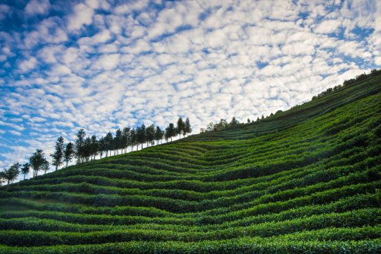 最好的紫阳富硒茶产地(紫阳富硒茶的竞争对手)-硒宝网