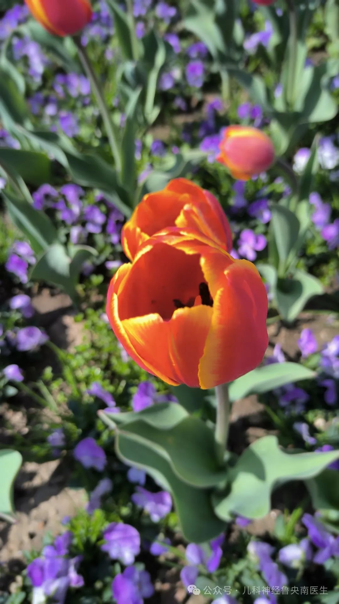 抽动症是缺微量元素吗(缺微量元素的各种症状)-硒宝网