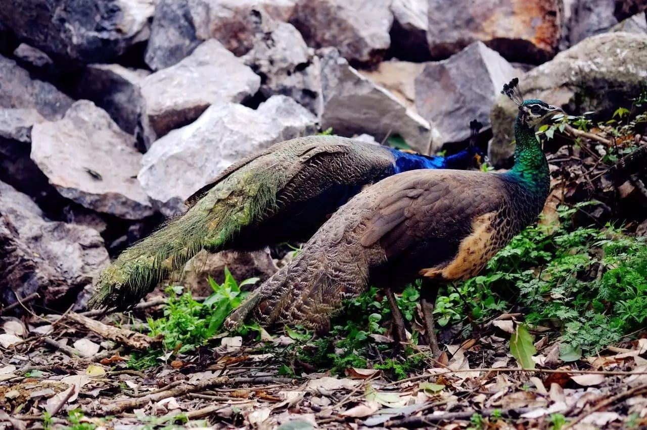 贵阳富硒茶可以减肥吗（硒减肥）-硒宝网