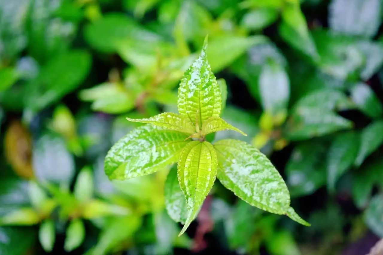 贵阳富硒茶可以减肥吗（硒减肥）-硒宝网