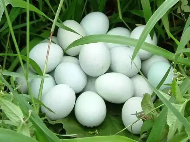 贵阳富硒茶可以减肥吗(减肥茶可靠吗)-硒宝网