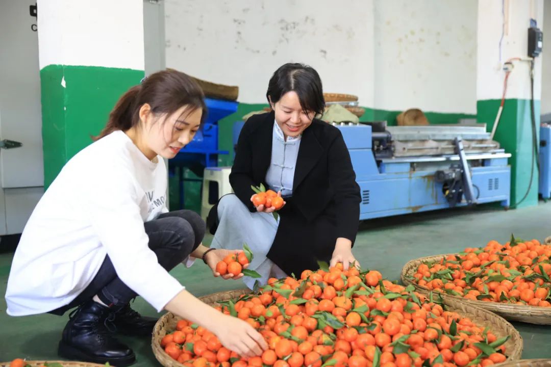 富硒金桔茶有什么功效(金果富硒茶)-硒宝网