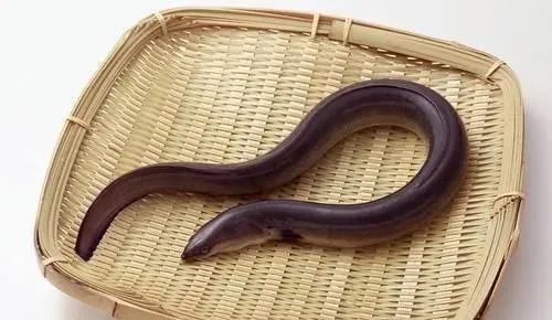 宝宝吃什么食物补锌(宝宝吃锌补什么)-硒宝网