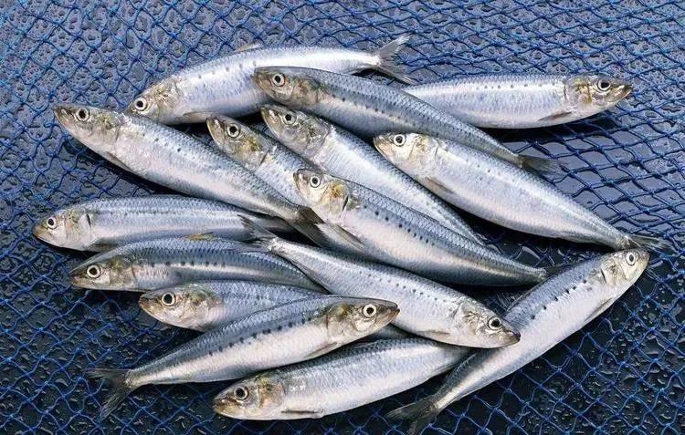 宝宝吃什么食物补锌(宝宝吃锌补什么)-硒宝网