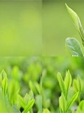 富硒茶对身体好吗女性（女人喝硒茶好不好）-硒宝网