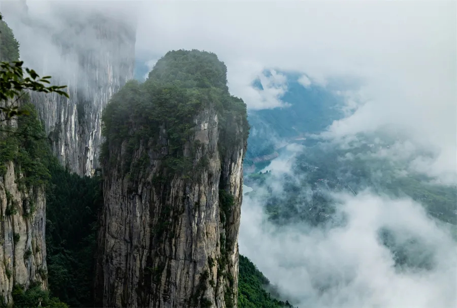 恩施富硒藤茶价格多少(恩施富硒藤茶的功效与作用)-硒宝网