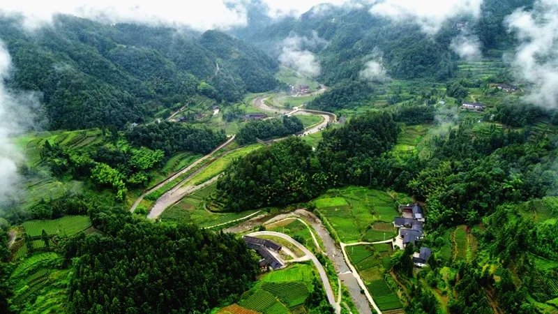 恩施富硒藤茶价格多少(恩施富硒藤茶的功效与作用)-硒宝网