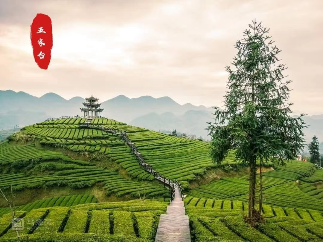 恩施富硒藤茶价格多少(恩施富硒藤茶的功效与作用)-硒宝网