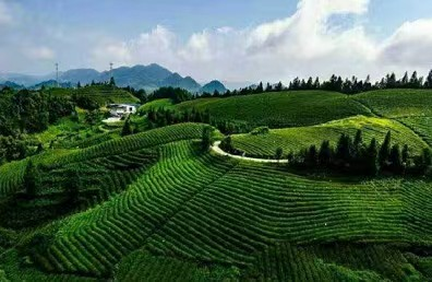 恩施富硒藤茶价格多少(恩施富硒藤茶的功效与作用)-硒宝网