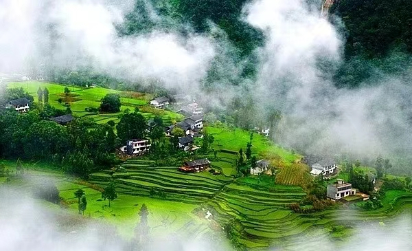 恩施富硒藤茶价格多少(恩施富硒藤茶的功效与作用)-硒宝网