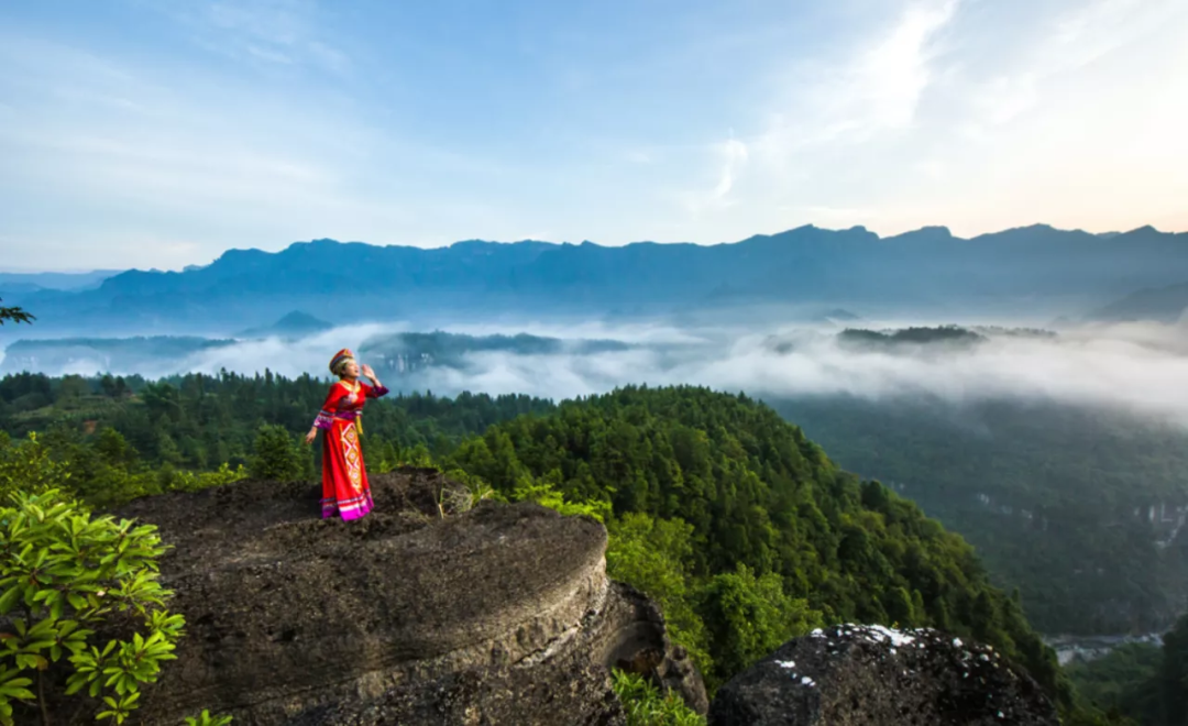恩施富硒藤茶价格多少(恩施富硒藤茶的功效与作用)-硒宝网