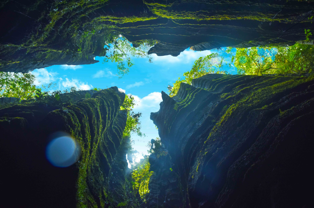 恩施富硒藤茶价格多少(恩施富硒藤茶的功效与作用)-硒宝网