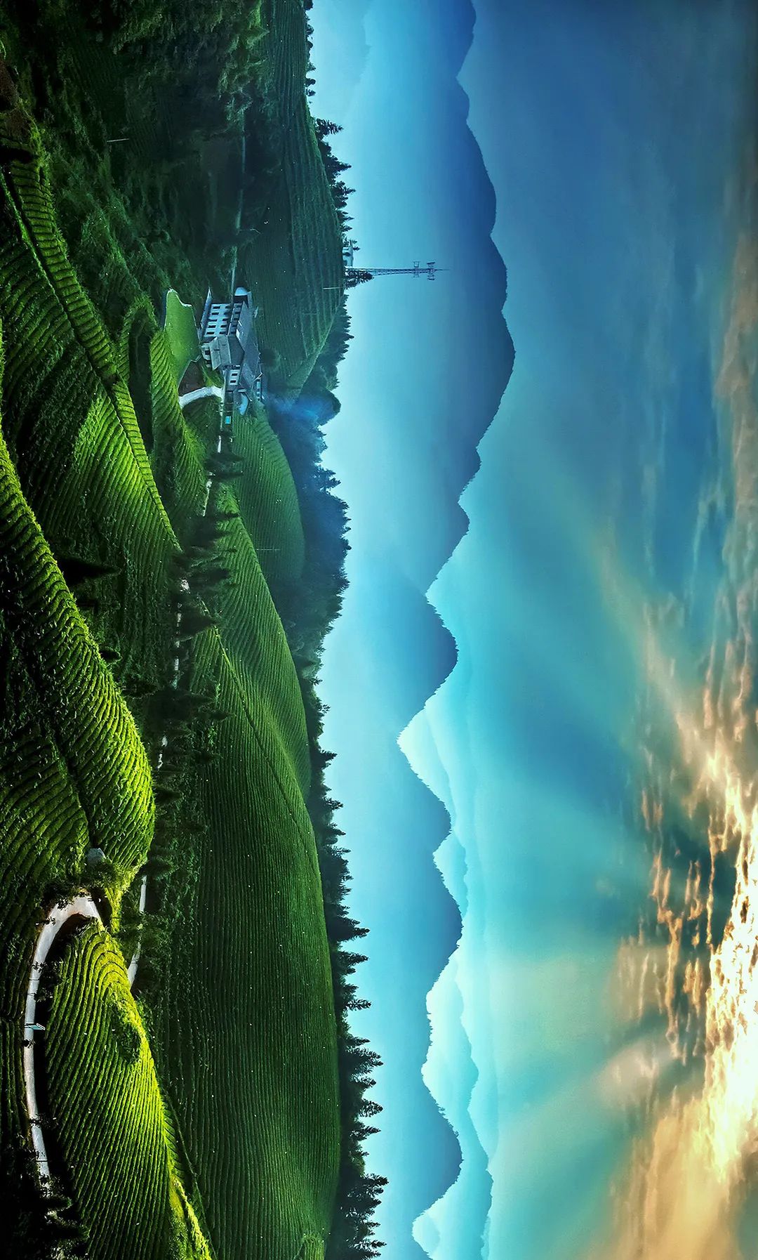 恩施富硒藤茶价格多少(恩施富硒藤茶的功效与作用)-硒宝网