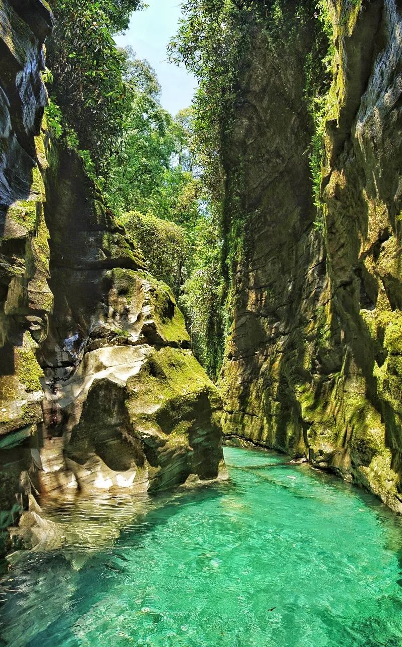 恩施富硒藤茶价格多少(恩施富硒藤茶的功效与作用)-硒宝网