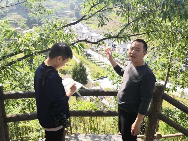 紫阳富硒茶的茶树品种（富硒紫阳茶多少钱一斤）-硒宝网