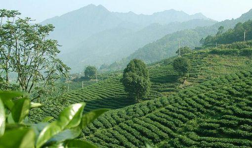 云南富硒茶产地在哪里(云南富硒古树茶)-硒宝网