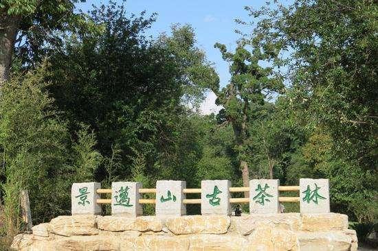 云南富硒茶产地在哪里(云南富硒古树茶)-硒宝网