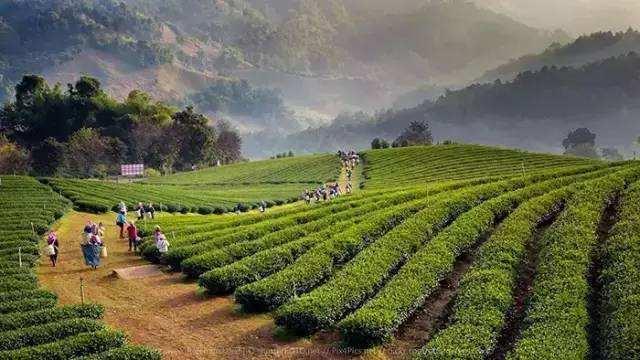 云南富硒茶产地在哪里(云南富硒古树茶)-硒宝网