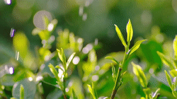 恩施富硒玉露茶的功效（恩施玉露茶茶具）-硒宝网