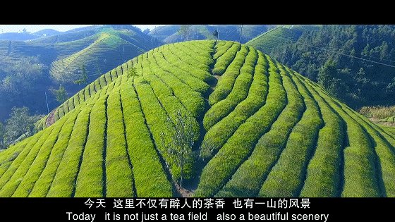 恩施富硒玉露茶的功效（恩施玉露茶茶具）-硒宝网