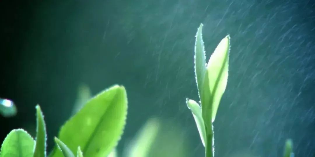 恩施富硒玉露茶的功效（恩施玉露茶茶具）-硒宝网