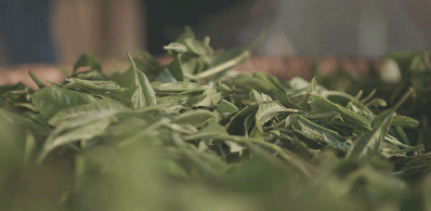 恩施富硒玉露茶的功效(恩施玉露富硒茶多少钱)-硒宝网