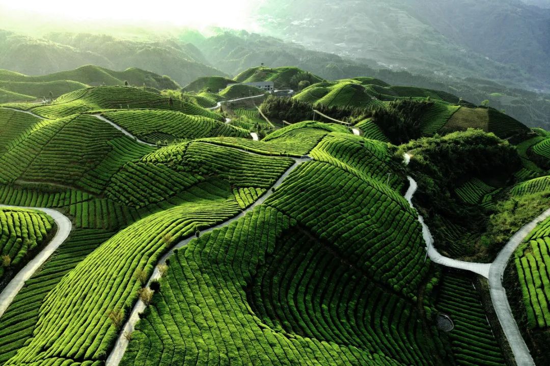 安徽有名的恩施富硒茶（恩施富硒茶十大排名）-硒宝网