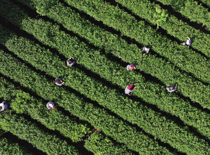 紫阳富硒茶采摘园地址（紫阳网红茶园）-硒宝网