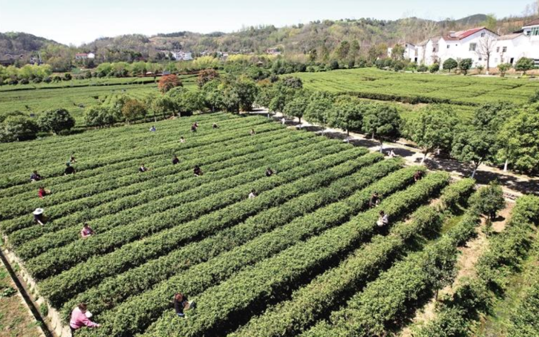 紫阳富硒茶采摘园地址（紫阳网红茶园）-硒宝网