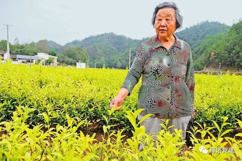陕西富硒茶产地在哪里(陕南富硒茶叶)-硒宝网