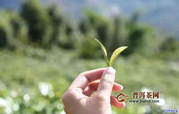 富硒茶种植存在的问题(富硒茶生长环境)-硒宝网