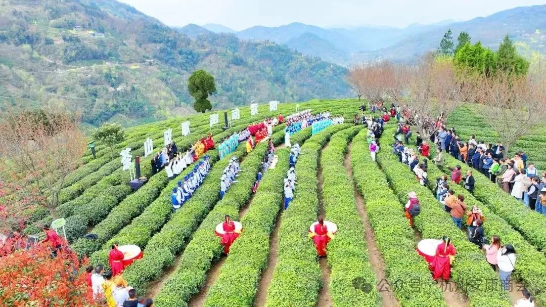 安康富硒茶品质展示图(安康茶业)-硒宝网