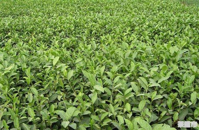 蒲公英同富硒茶泡水喝(蒲公英喝茶泡水富硒含量多少)-硒宝网