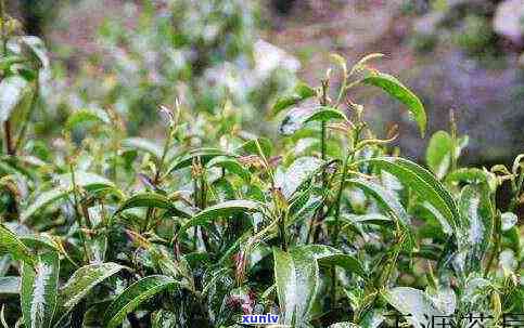 富硒茶能保存多久时间(富硒茶如何保存)-硒宝网