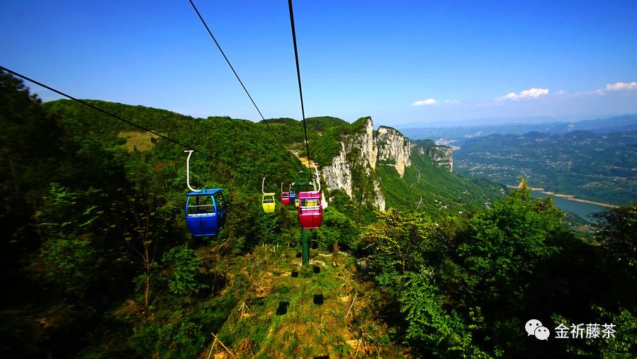 天气凉了喝点富硒藤茶（天气凉喝富硒点藤茶可以吗）-硒宝网