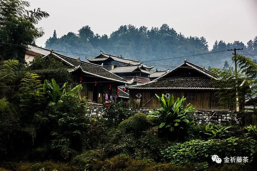 天气凉了喝点富硒藤茶（天气凉喝富硒点藤茶可以吗）-硒宝网