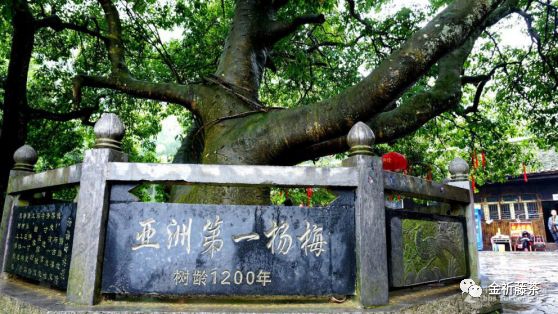 天气凉了喝点富硒藤茶（天气凉喝富硒点藤茶可以吗）-硒宝网