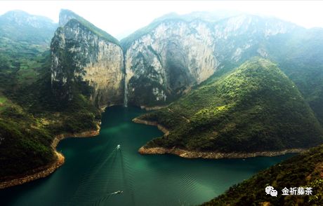 天气凉了喝点富硒藤茶（天气凉喝富硒点藤茶可以吗）-硒宝网