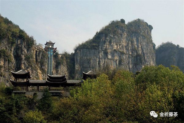 天气凉了喝点富硒藤茶（天气凉喝富硒点藤茶可以吗）-硒宝网