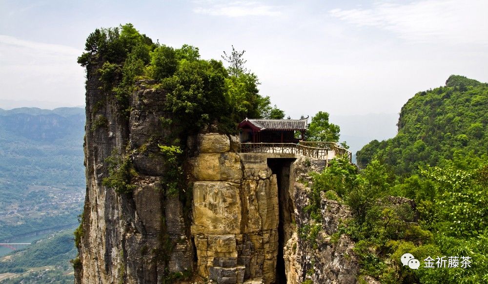 天气凉了喝点富硒藤茶（天气凉喝富硒点藤茶可以吗）-硒宝网