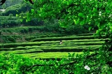 汉中炒青茶是不是富硒(汉中炒富硒是青茶还是红茶)-硒宝网