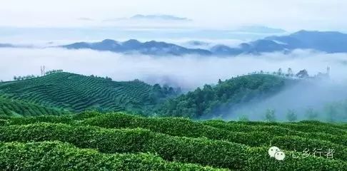 汉中炒青茶是不是富硒(汉中炒富硒是青茶还是红茶)-硒宝网