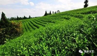 汉中炒青茶是不是富硒(汉中炒富硒是青茶还是黄茶)-硒宝网