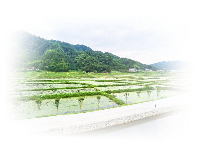 醇厚的恩施富硒茶价格(恩施富硒茶21年新茶价格)-硒宝网